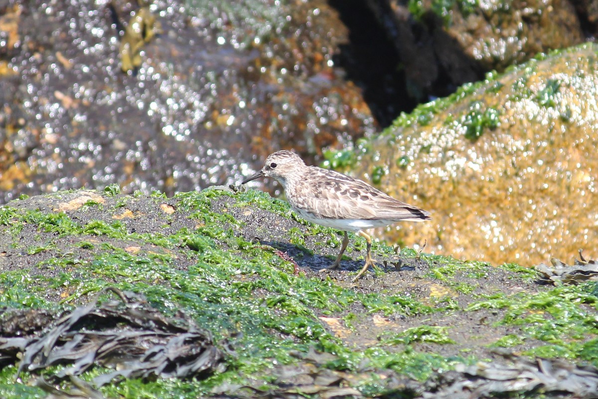 Least Sandpiper - ML622179542