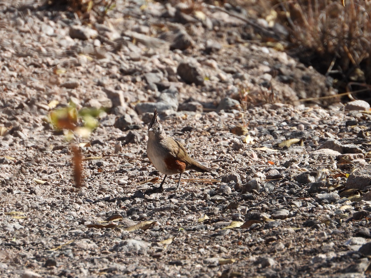 Crested Gallito - ML622179559