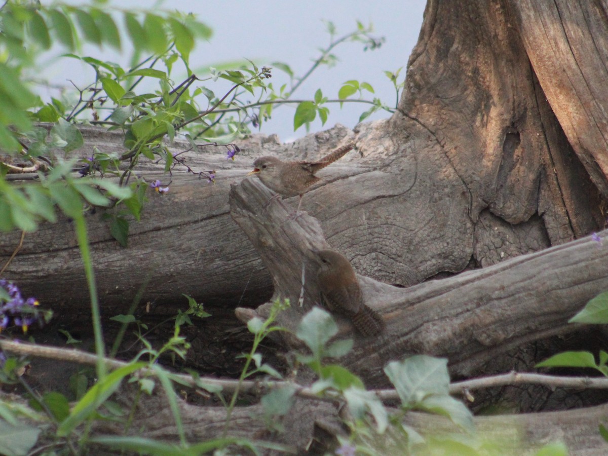 House Wren - ML622179564