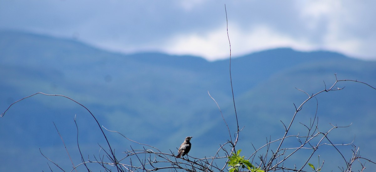 Northern Mockingbird - ML622179568