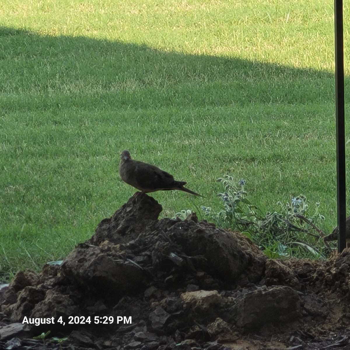 Mourning Dove - Anonymous