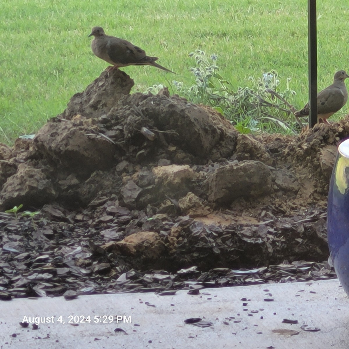 Mourning Dove - Anonymous