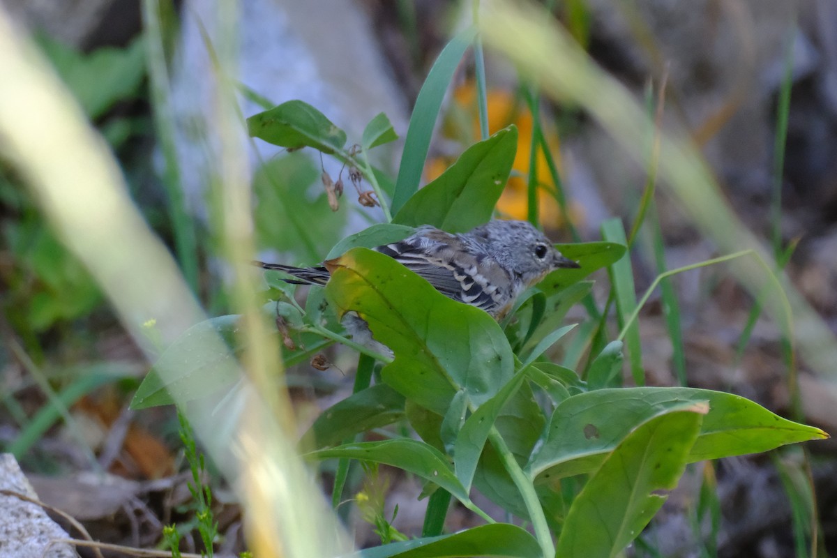 Yellow-rumped Warbler - Klaus Bielefeldt