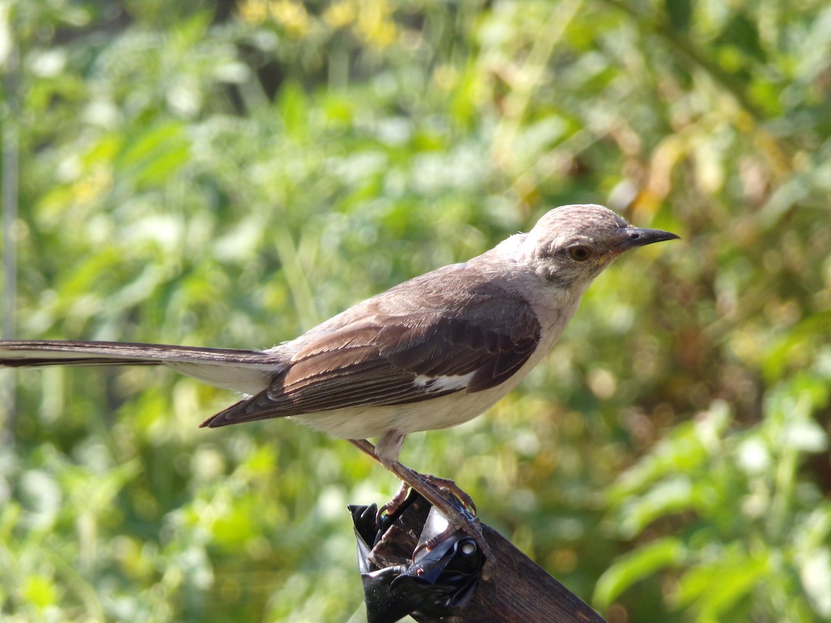 Northern Mockingbird - Texas Bird Family