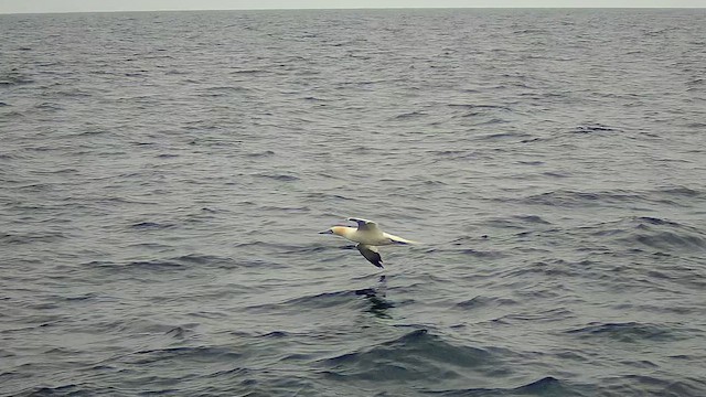 Northern Gannet - ML622179692