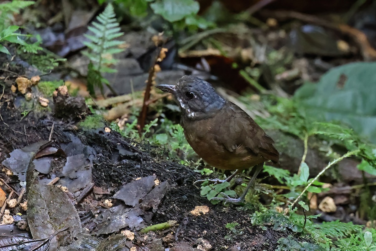 Moustached Antpitta - ML622179705