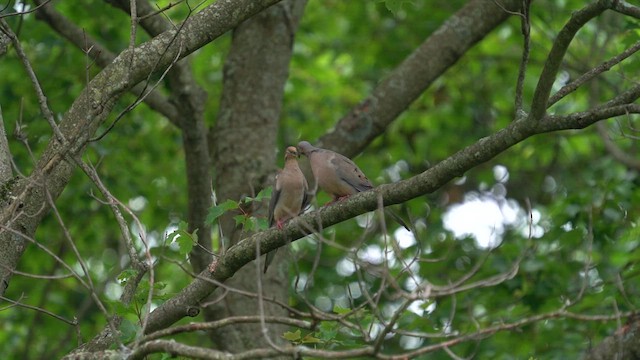 Mourning Dove - ML622179717