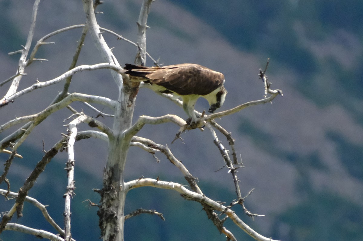 Osprey - Klaus Bielefeldt