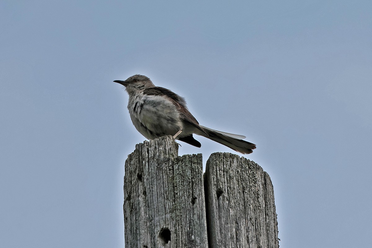 Northern Mockingbird - ML622179746