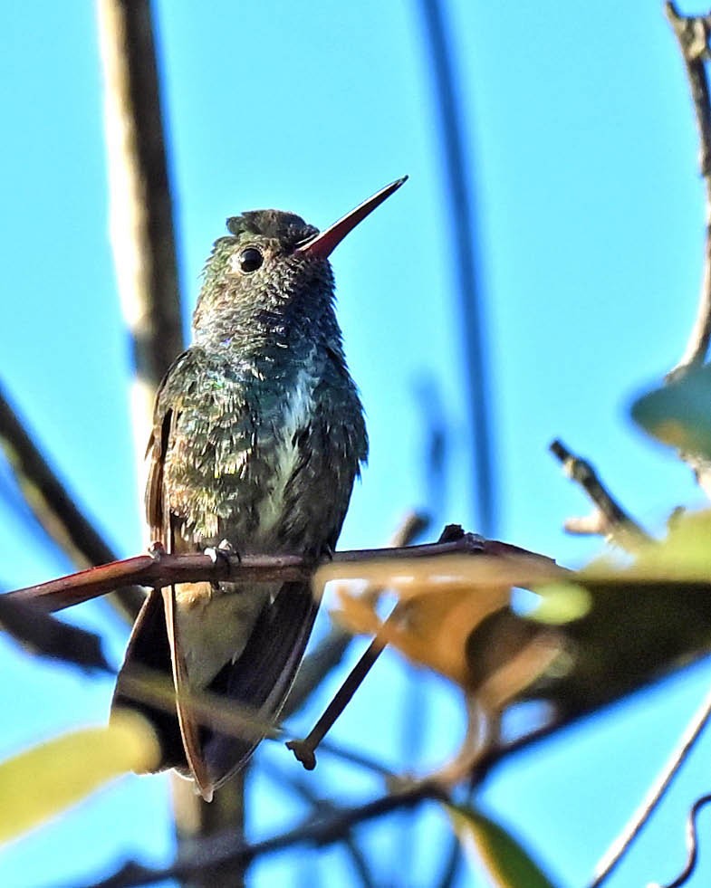 Glittering-throated Emerald - ML622179764