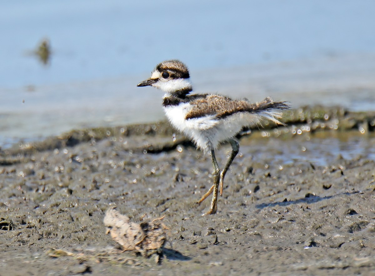 Killdeer - ML622179836