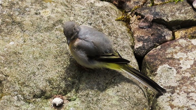 Gray Wagtail - ML622179849