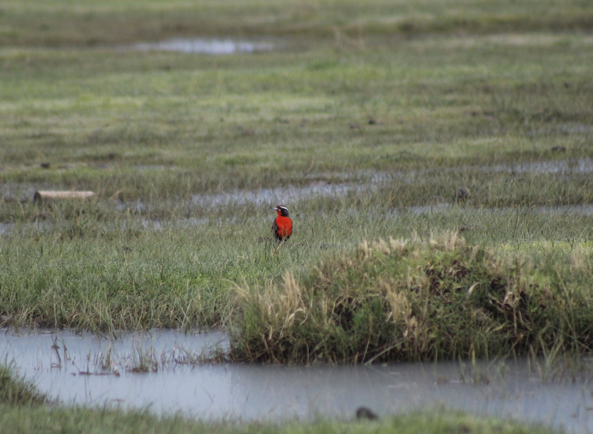Long-tailed Meadowlark - ML622179855