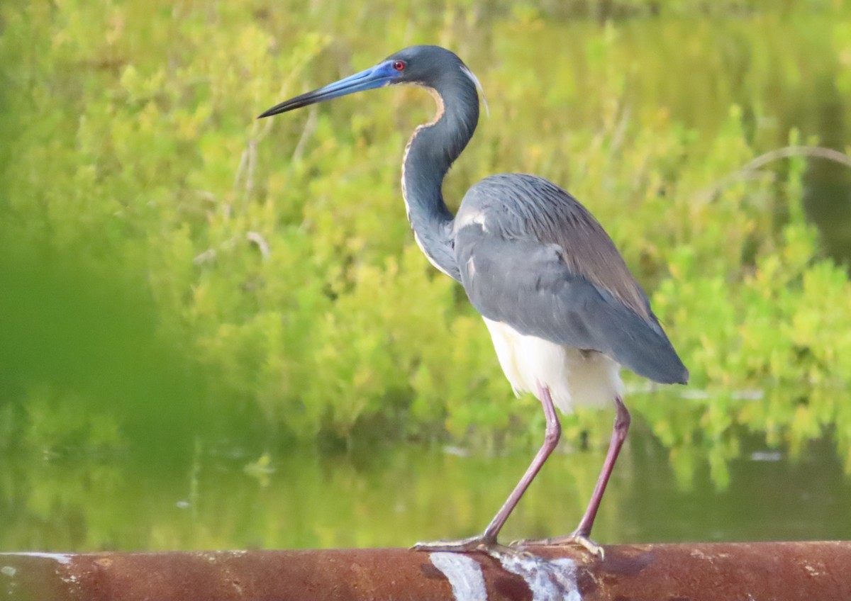 Tricolored Heron - Tammy Elizabeth