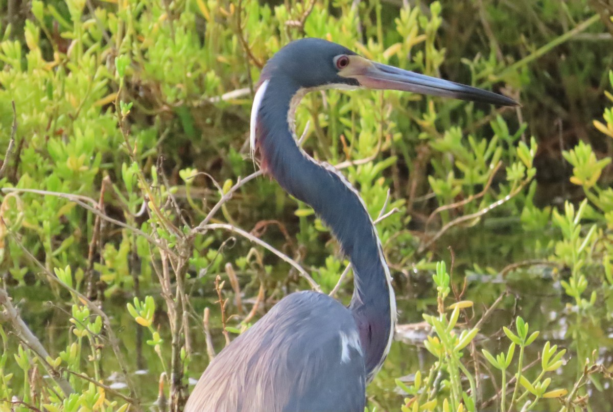 Tricolored Heron - ML622179962