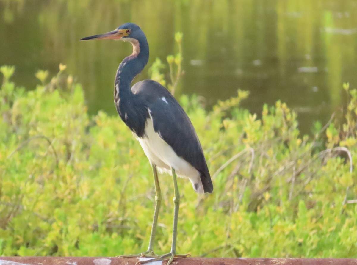 Tricolored Heron - ML622179963