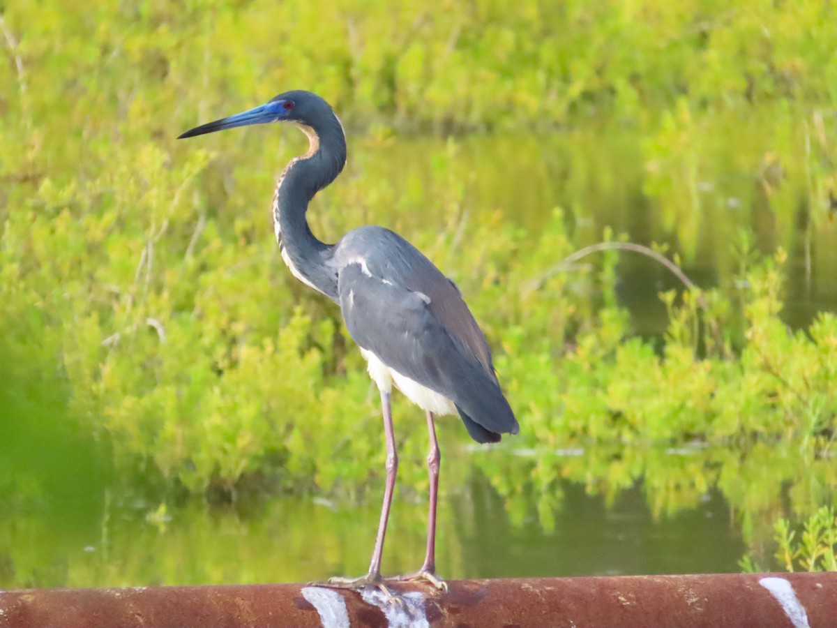 Tricolored Heron - ML622179964