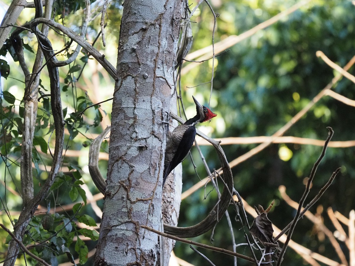 Crimson-crested Woodpecker - Clemente Sanchez