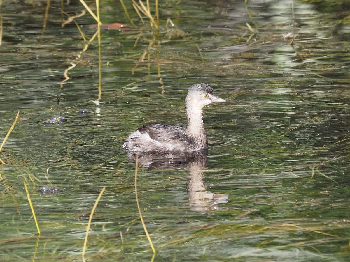 Least Grebe - ML622180012