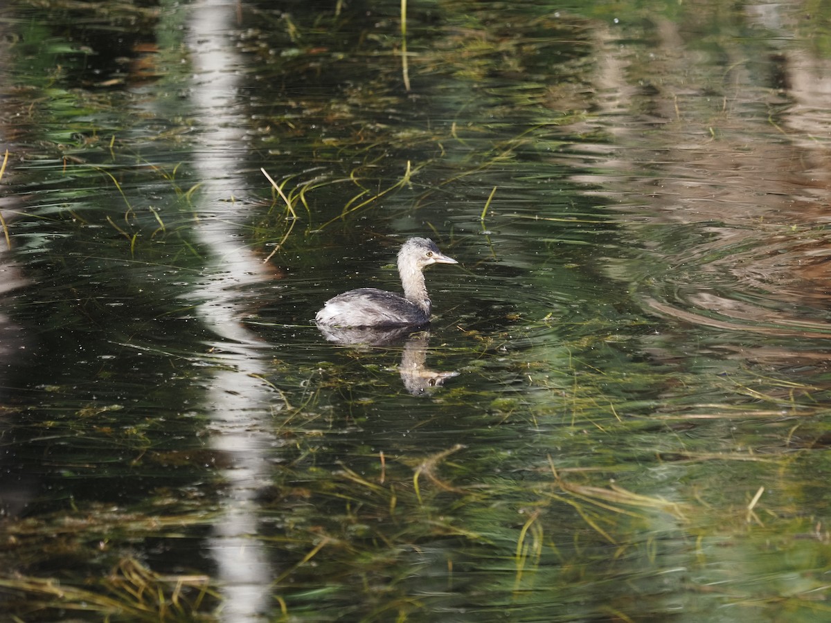 Least Grebe - ML622180013