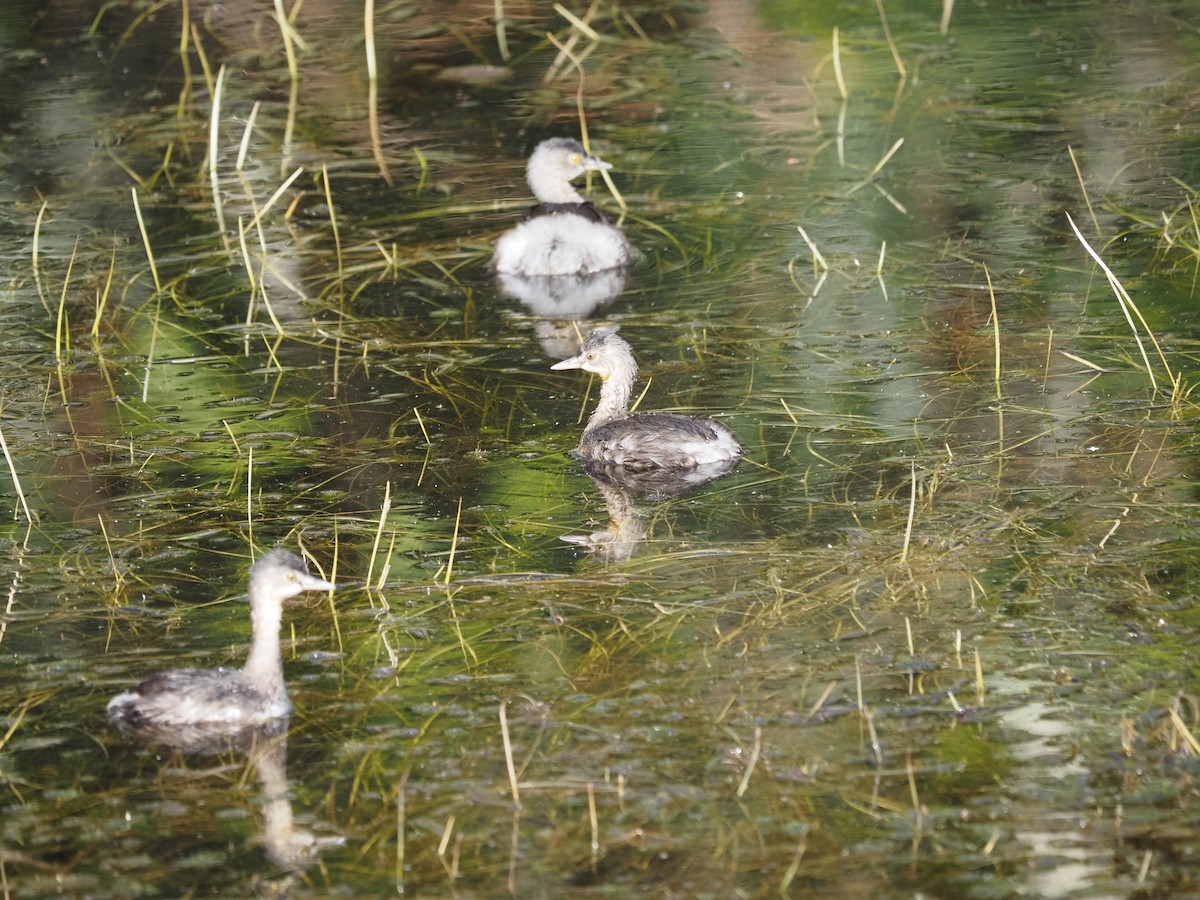 Least Grebe - ML622180014