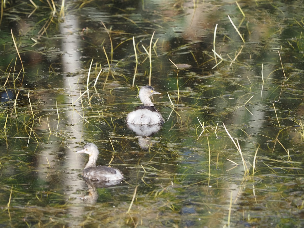 Least Grebe - ML622180015