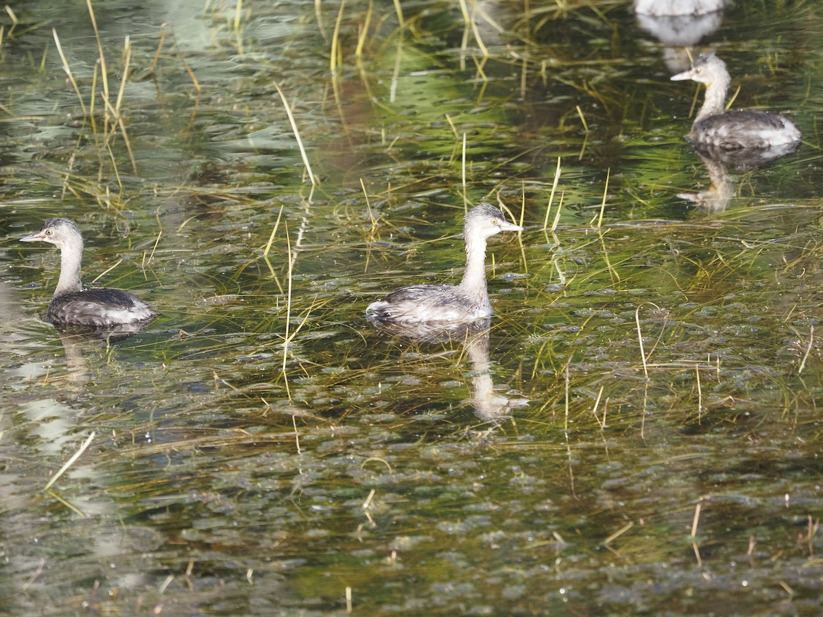 Least Grebe - ML622180016