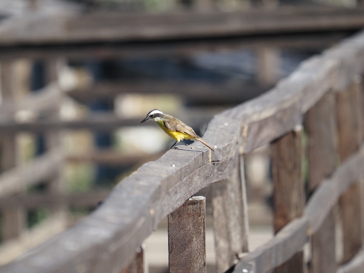 Lesser Kiskadee - ML622180027