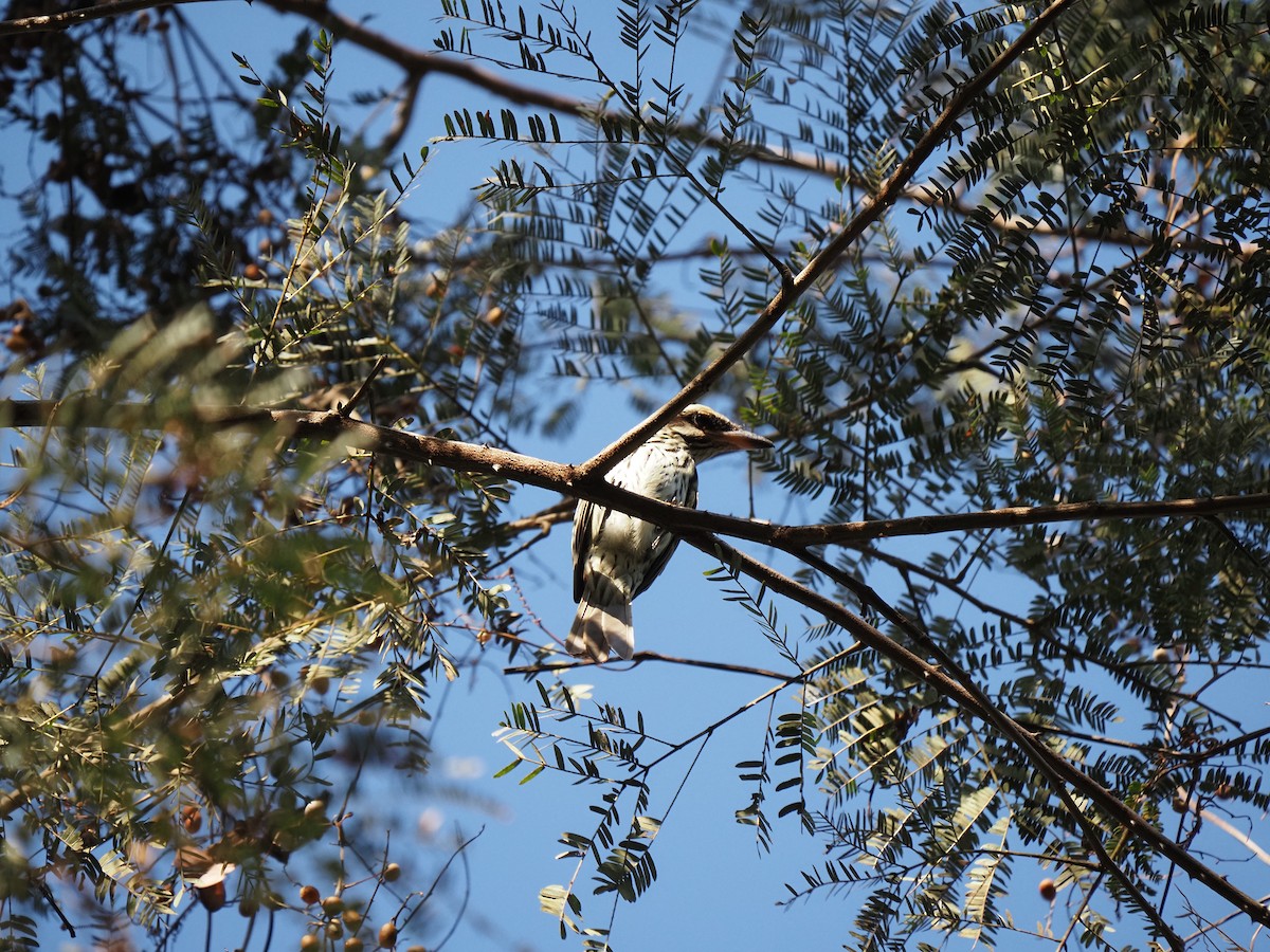 Streaked Flycatcher - ML622180039