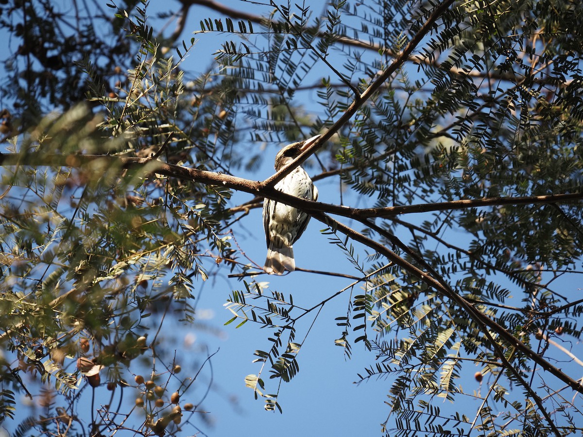 Streaked Flycatcher - ML622180040