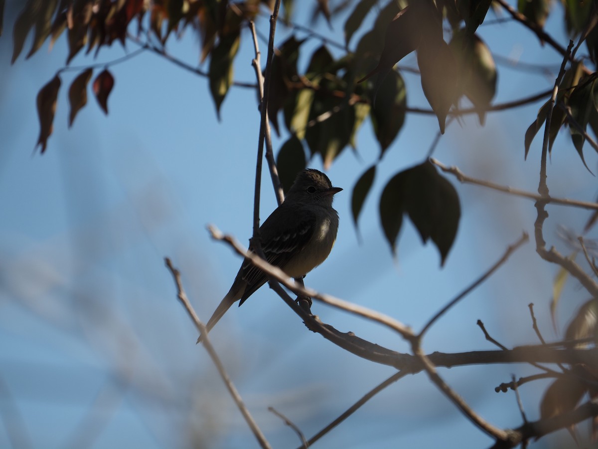 Swainson's Flycatcher - ML622180044