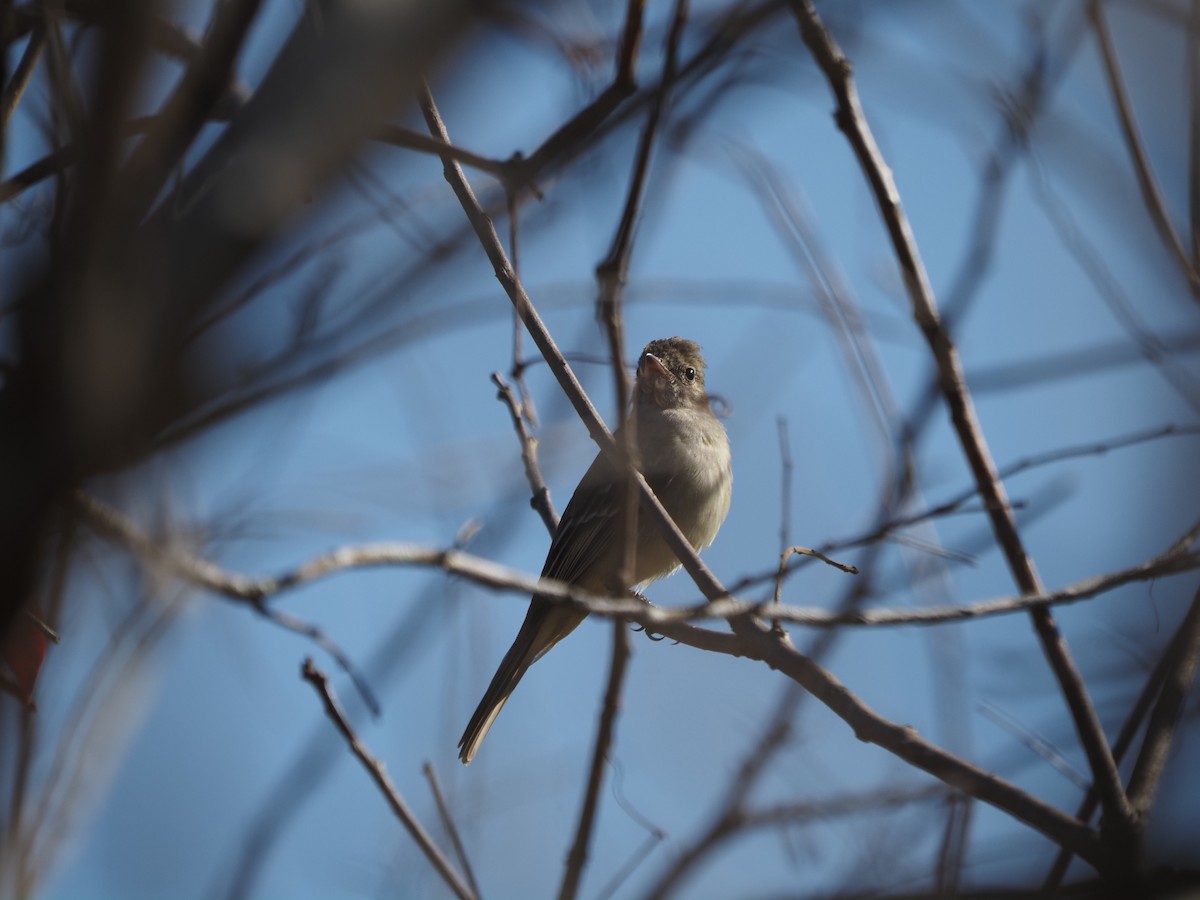 Swainson's Flycatcher - ML622180045