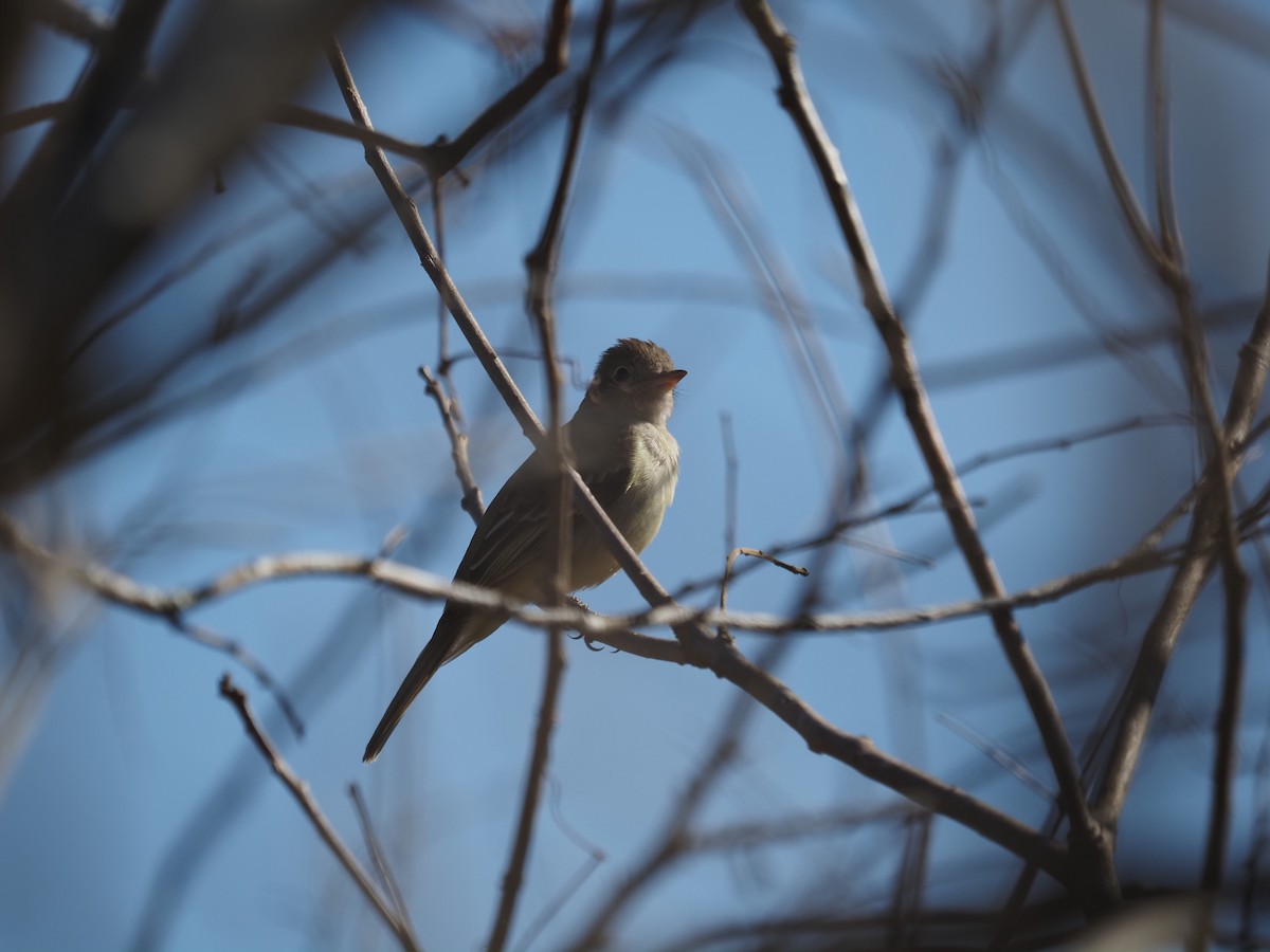 Swainson's Flycatcher - ML622180046