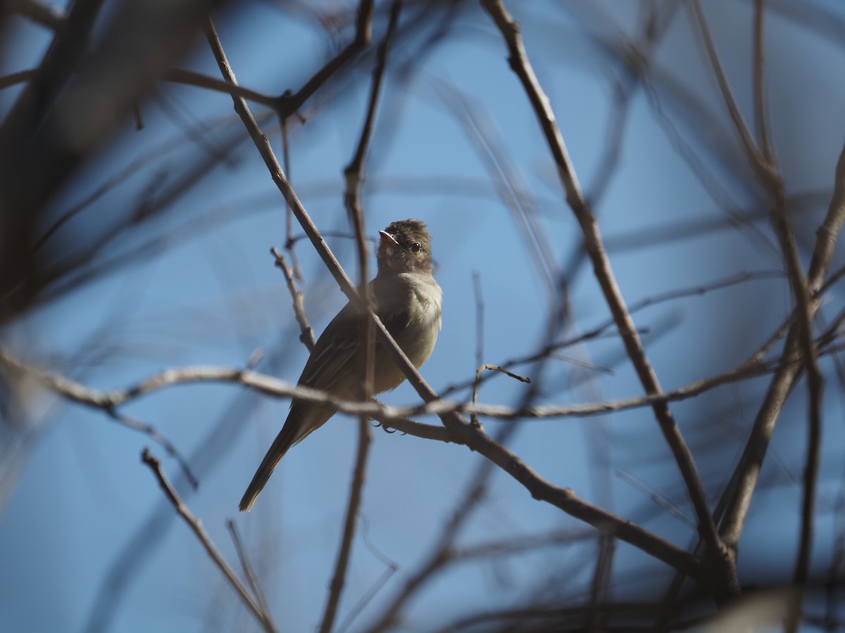 Swainson's Flycatcher - ML622180047