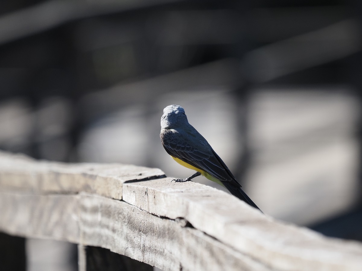 Tropical Kingbird - ML622180059