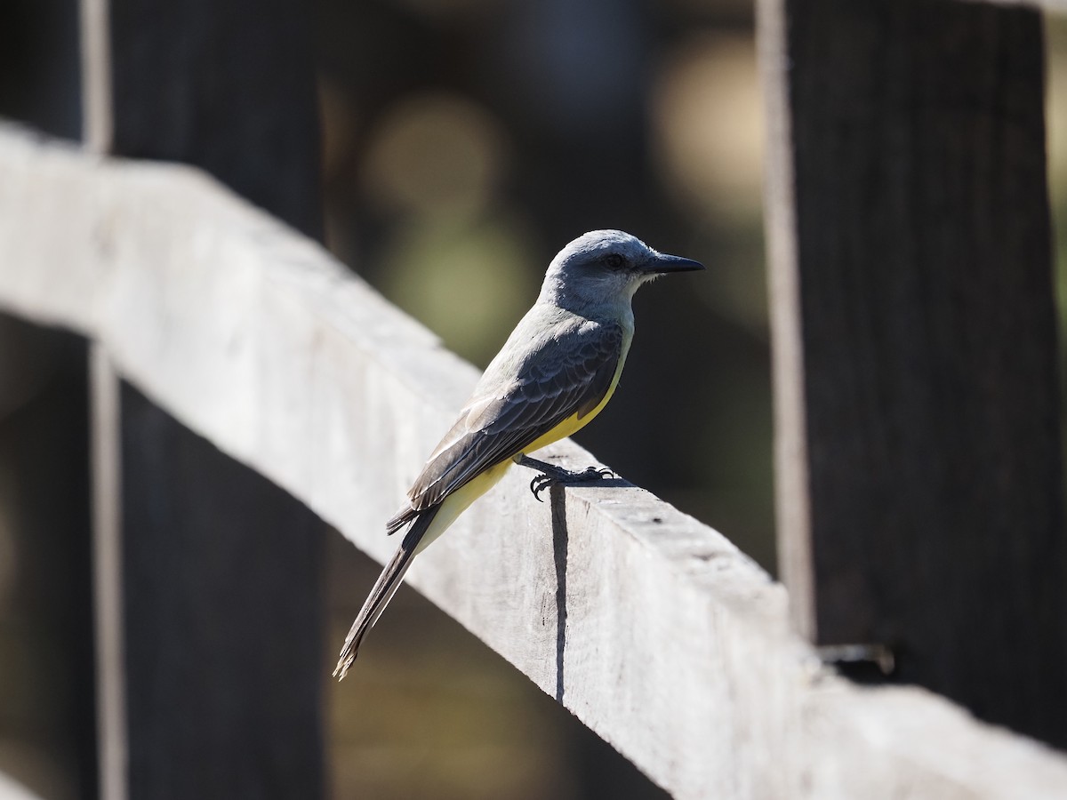 Tropical Kingbird - ML622180060