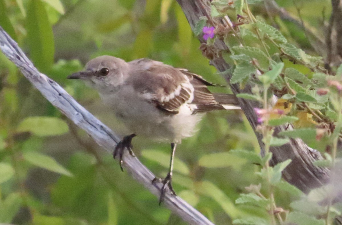 Northern Mockingbird - ML622180087