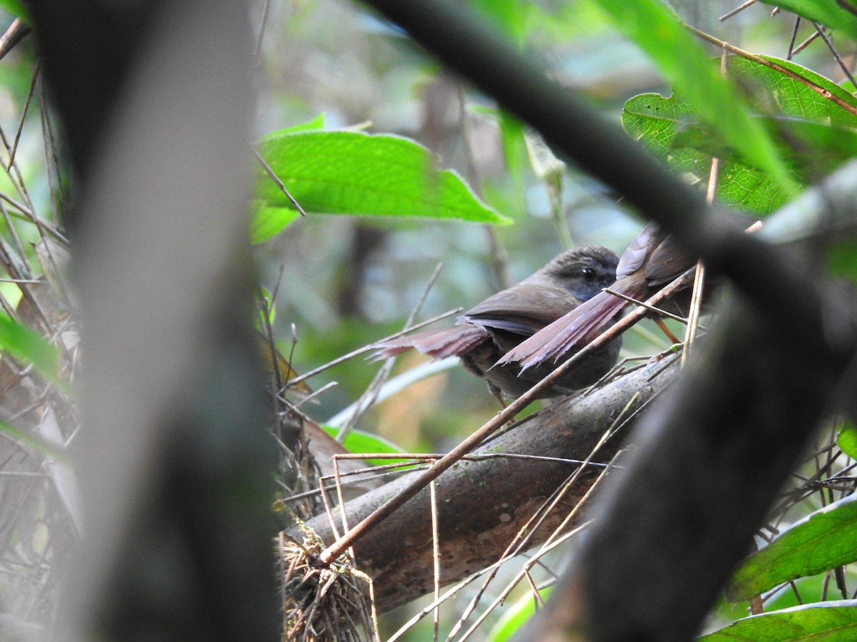 Gray-bellied Spinetail - ML622180124