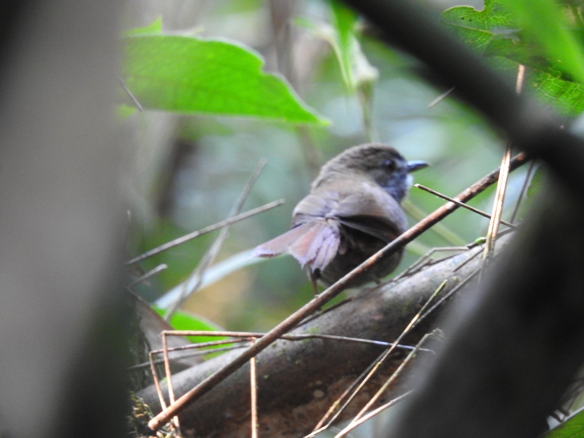 Gray-bellied Spinetail - ML622180125