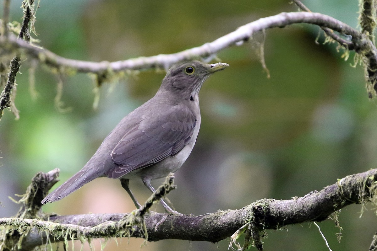 Ecuadorian Thrush - ML622180142