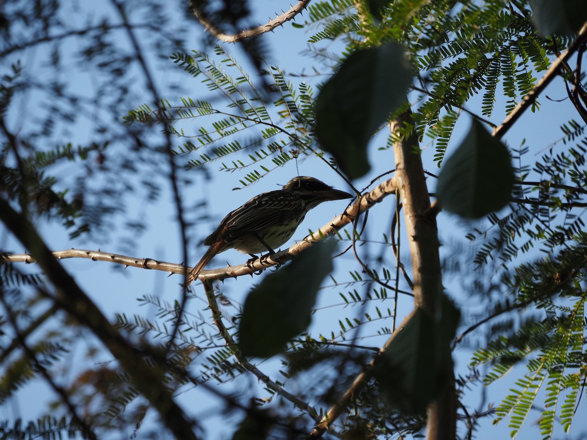 Streaked Flycatcher - ML622180146