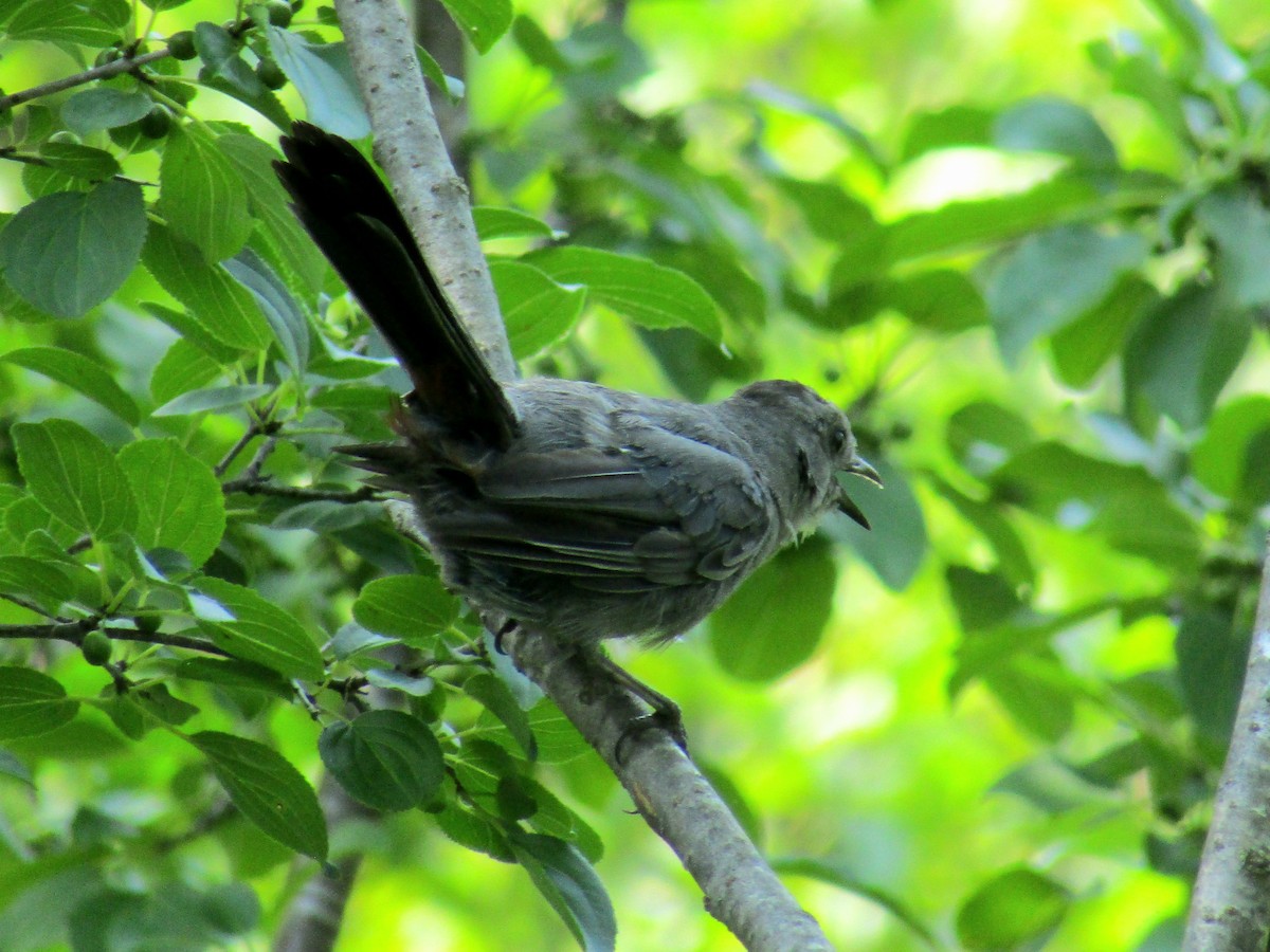 Gray Catbird - Adrienne Burn