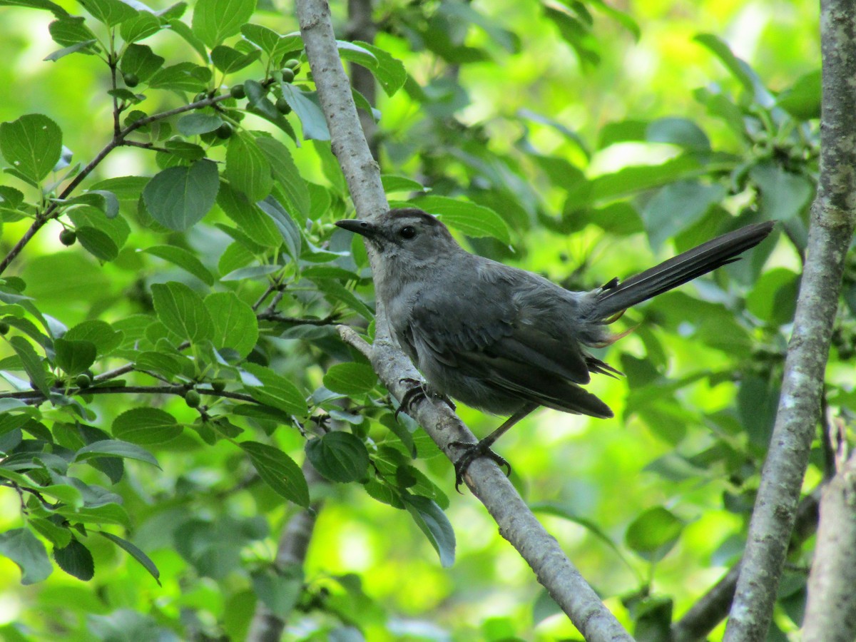 Gray Catbird - ML622180149