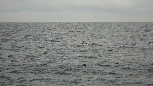 Cory's Shearwater (Scopoli's) - ML622180165