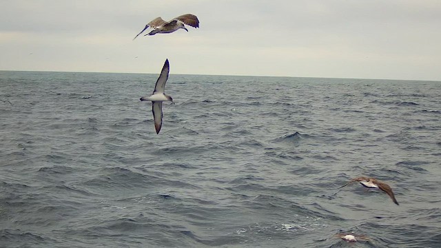 Pardela Cenicienta (mediterránea) - ML622180166