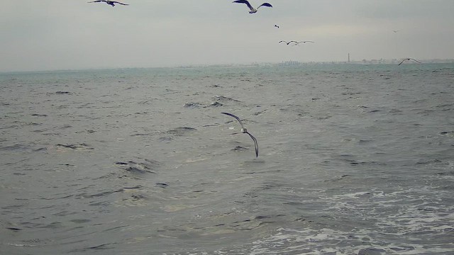 Cory's Shearwater (Scopoli's) - ML622180167