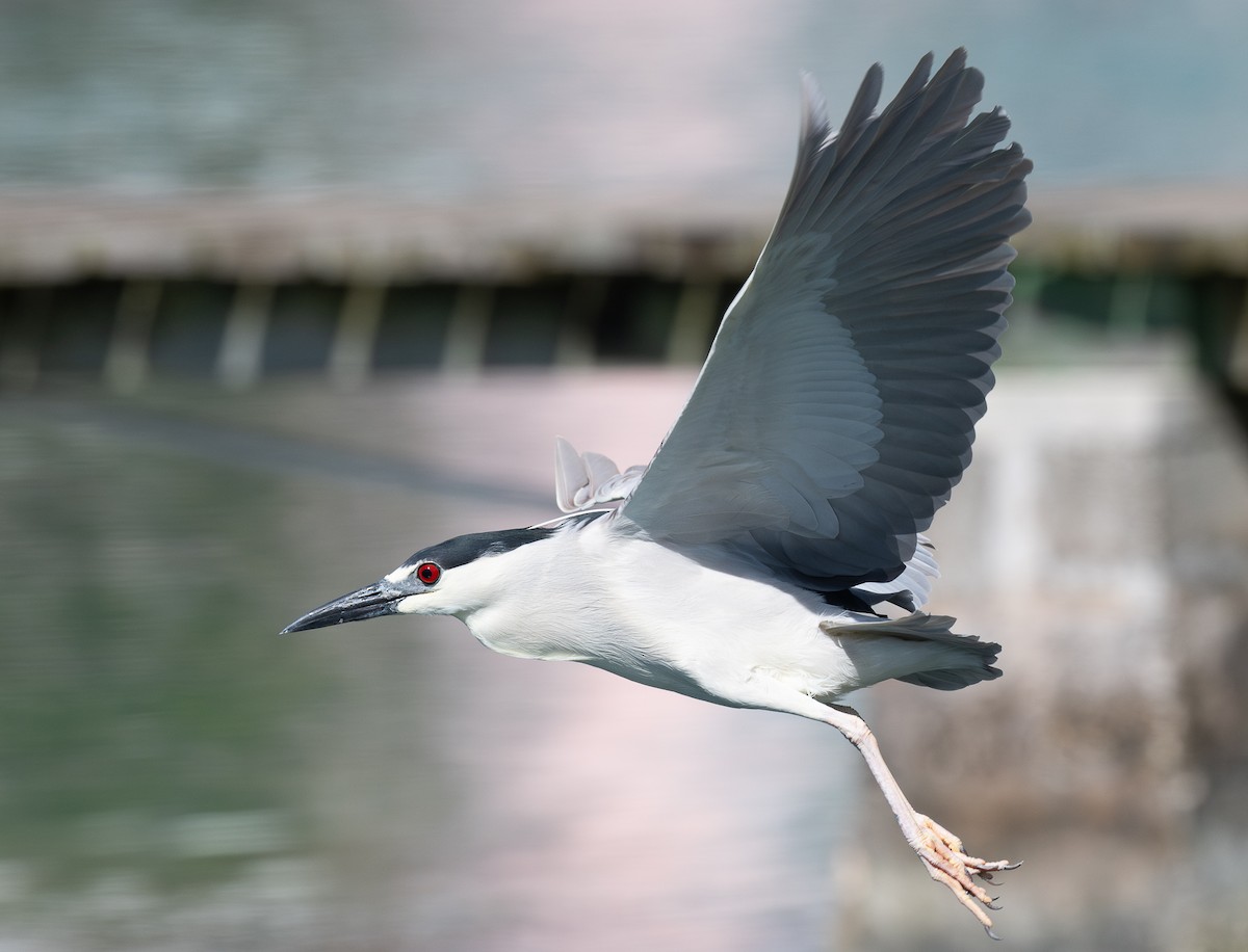 Ногоовор зашин - ML622180190