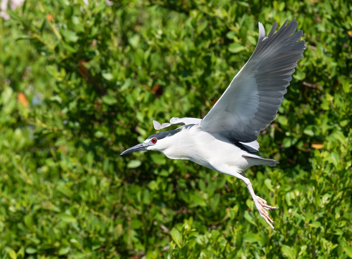 Ногоовор зашин - ML622180191