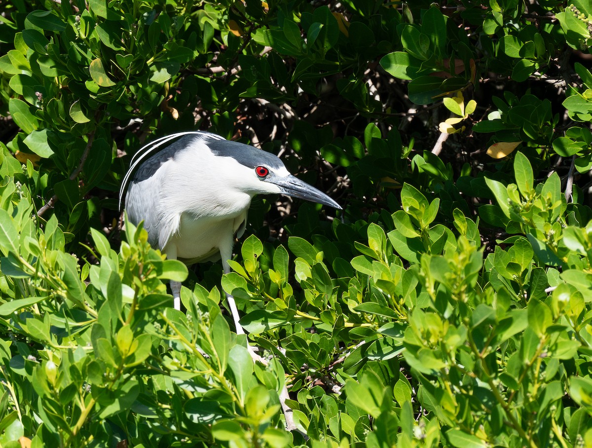 Ногоовор зашин - ML622180192