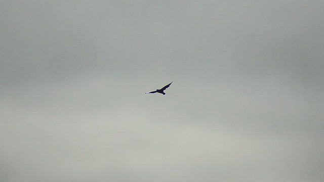 Great Skua - ML622180300